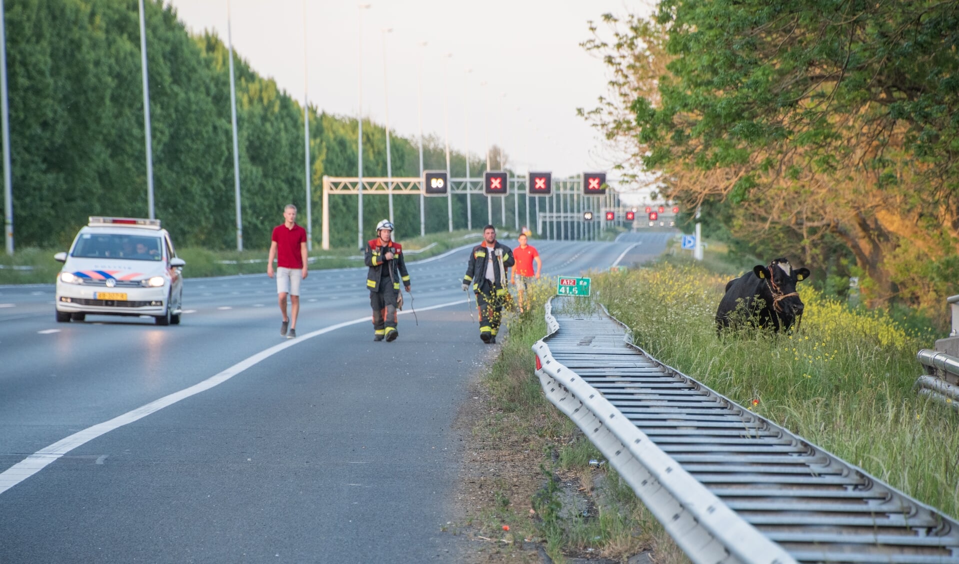 • Hulpverleners lopen achter de ontsnapte koe aan.