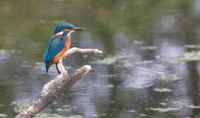 <p>Een ijsvogel</p>