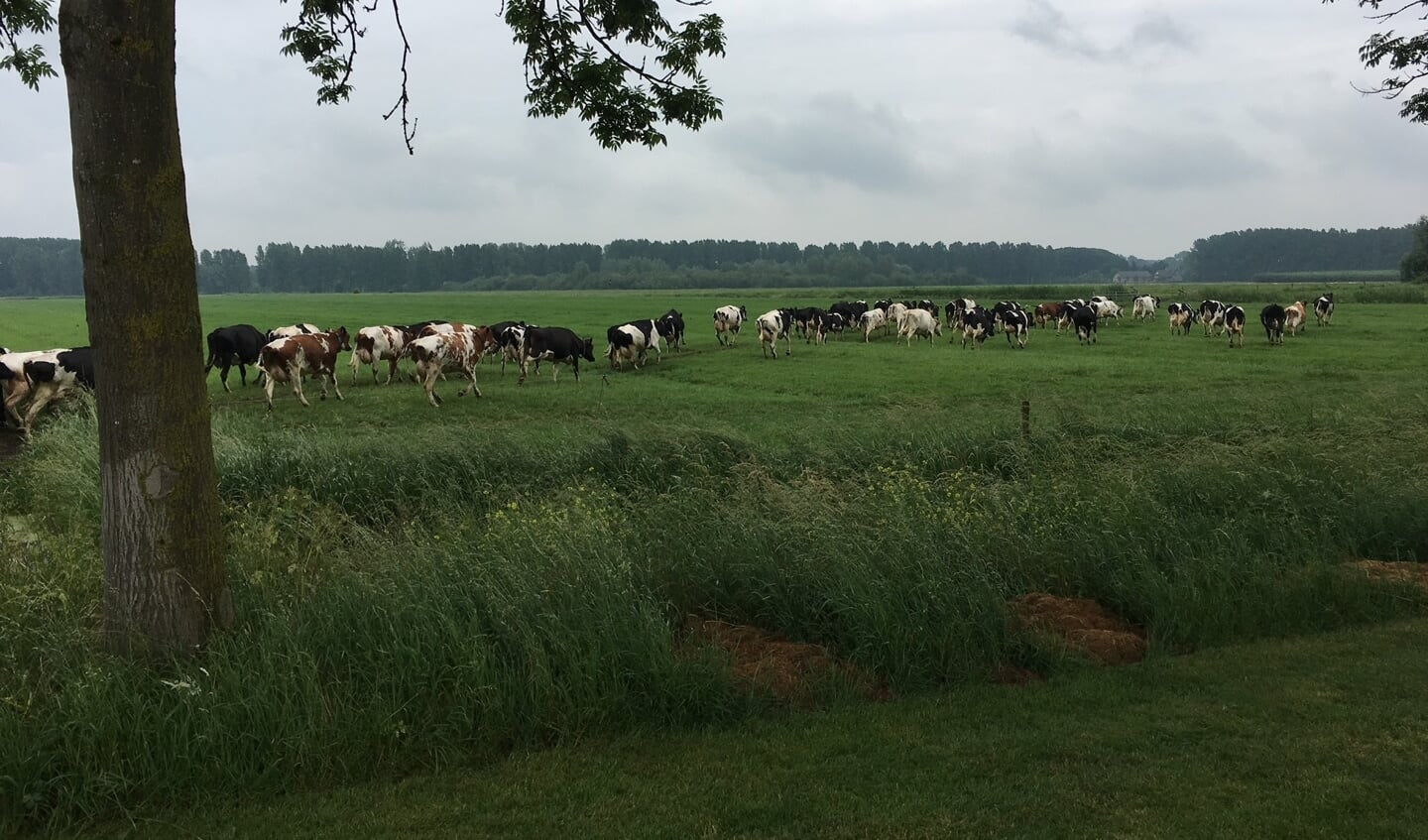 • Koeien in het buitengebied van Culemborg 