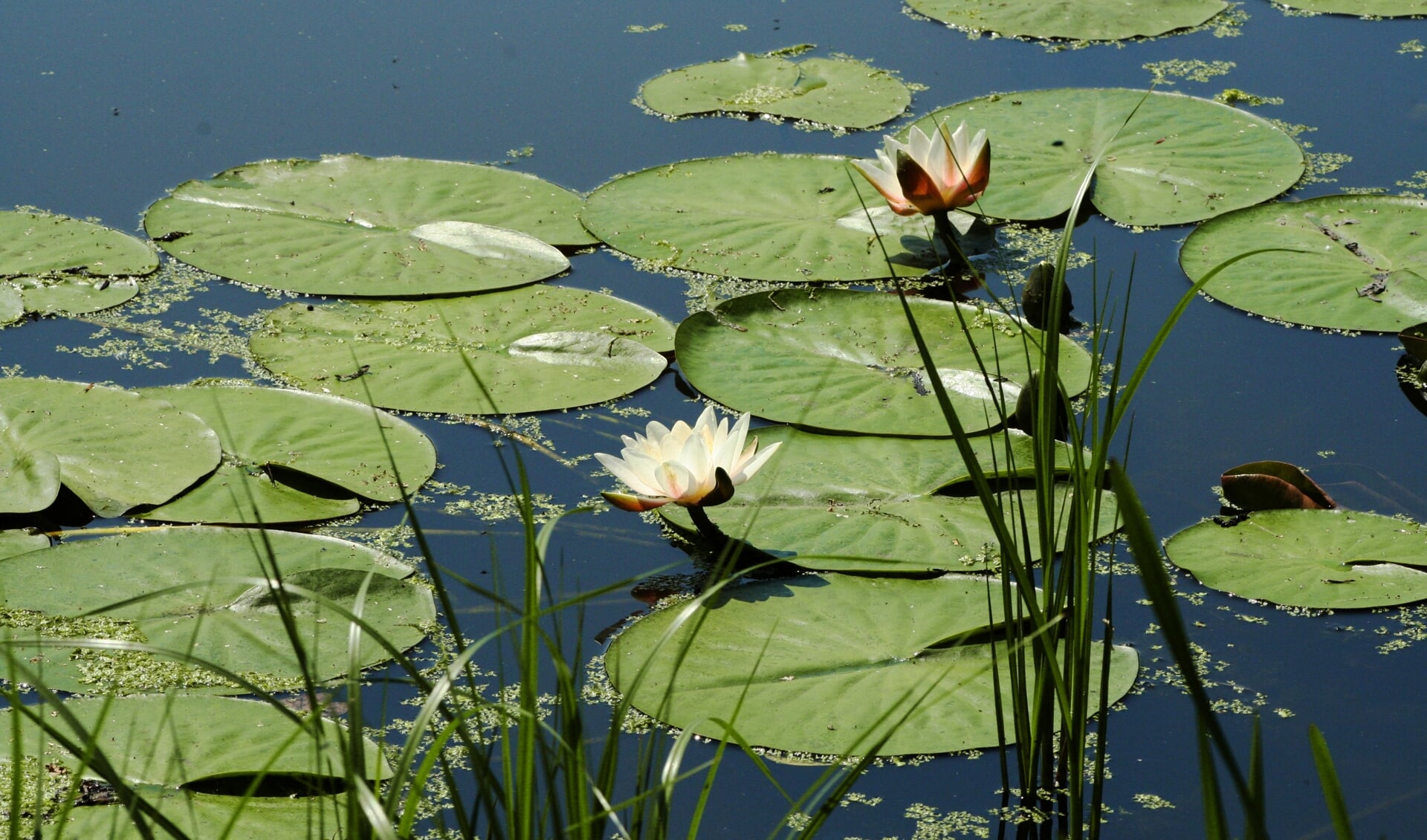 Waterlelies bloeien alleen in gezond water.