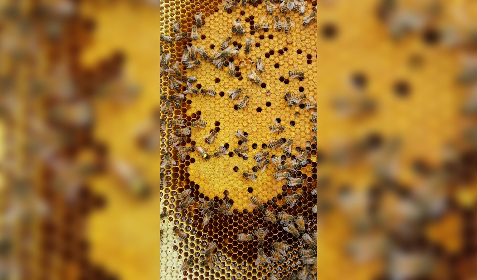 • Een bijenraat met gesloten broed.