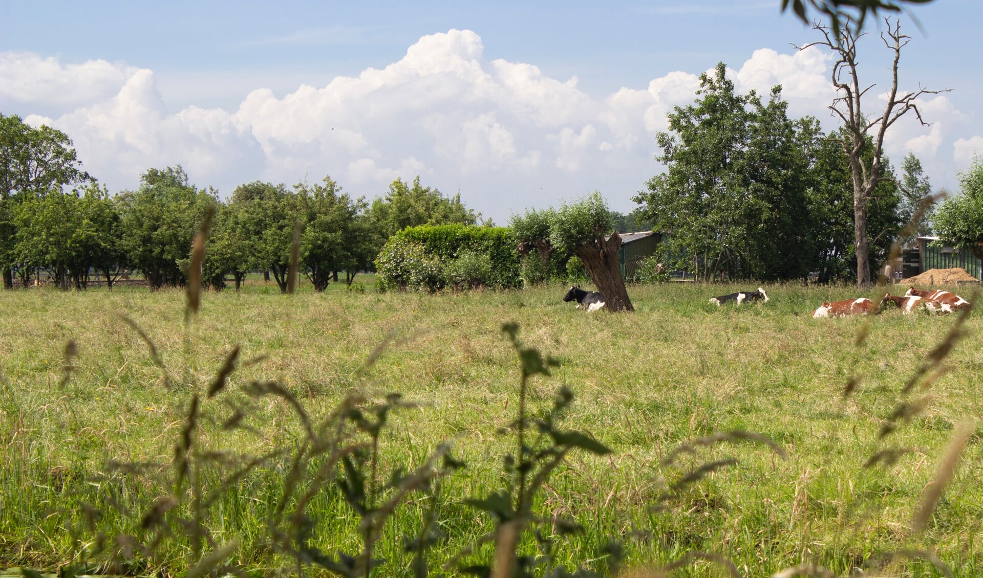 Het college onderhoudt intensief contact met boeren en met de agrarische organisaties in Molenlanden. 
