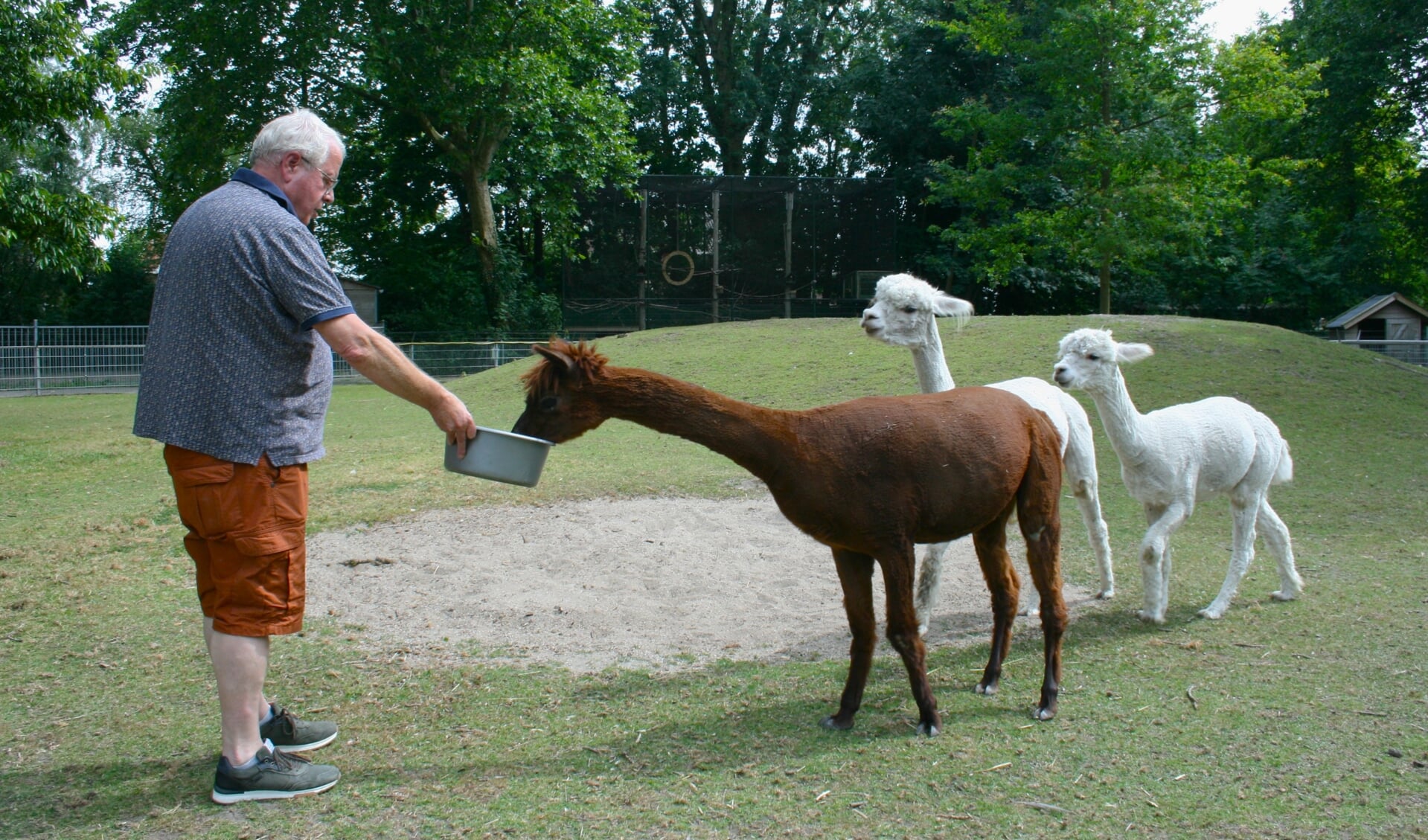 Stinus van Wakeren voert de alpaca's Bart, Woody en Kuzco wat knapperige brokjes.