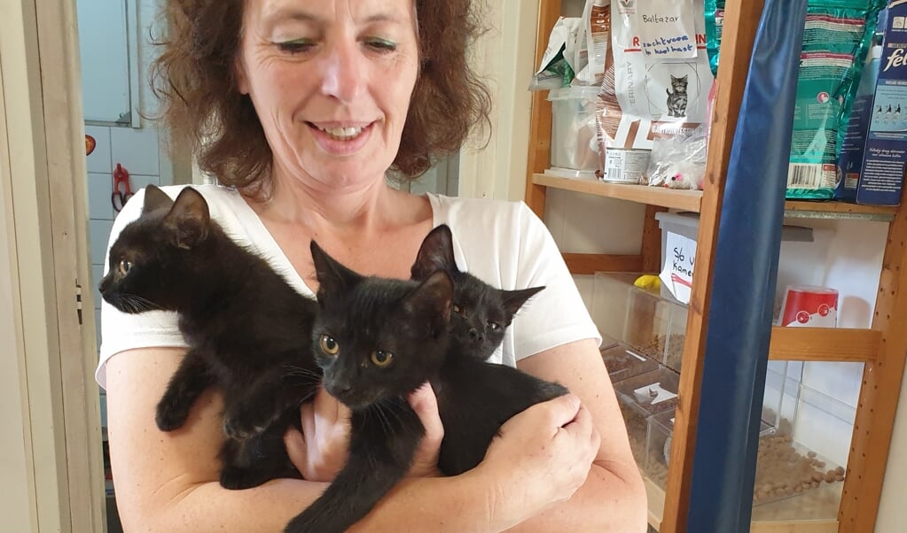 zwarte katjes Nieuw-Lekkerland zoeken een baasje | Al het nieuws en Papendrecht