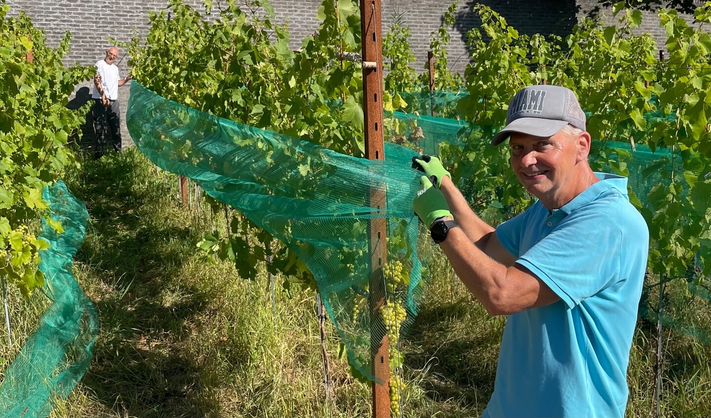 • Vrijwilligers spannen netten over de druivenranken.