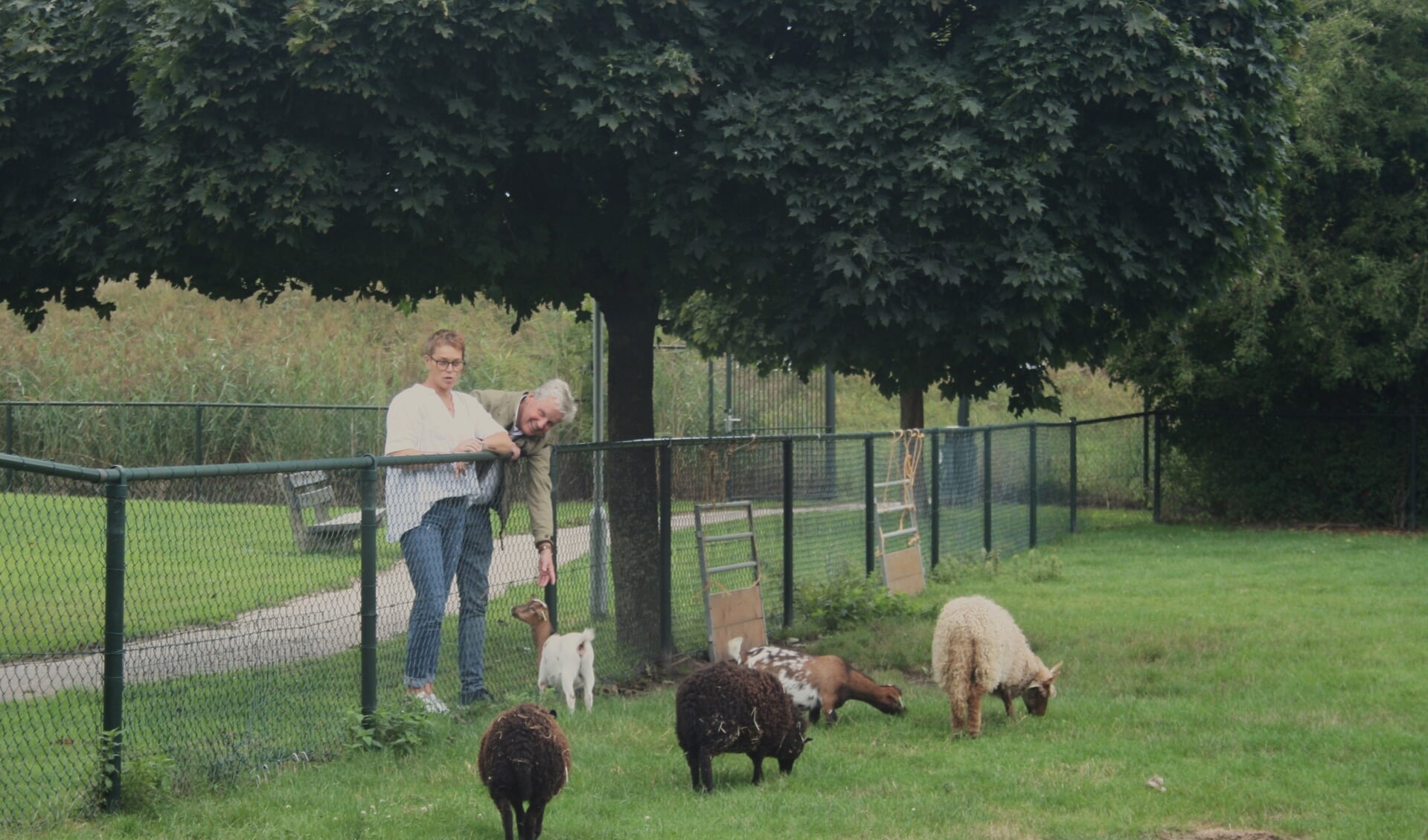 Astrid Stronks en Lucien Tros leunen op de hekwerken van de dierenweide bij woonzorgcentrum Vrijthof, die ook worden vervangen.