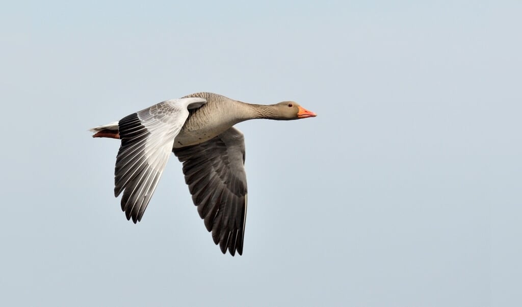 Beleef de vogeltrek in Heesselt met Euro Birdwatch - Kontakt