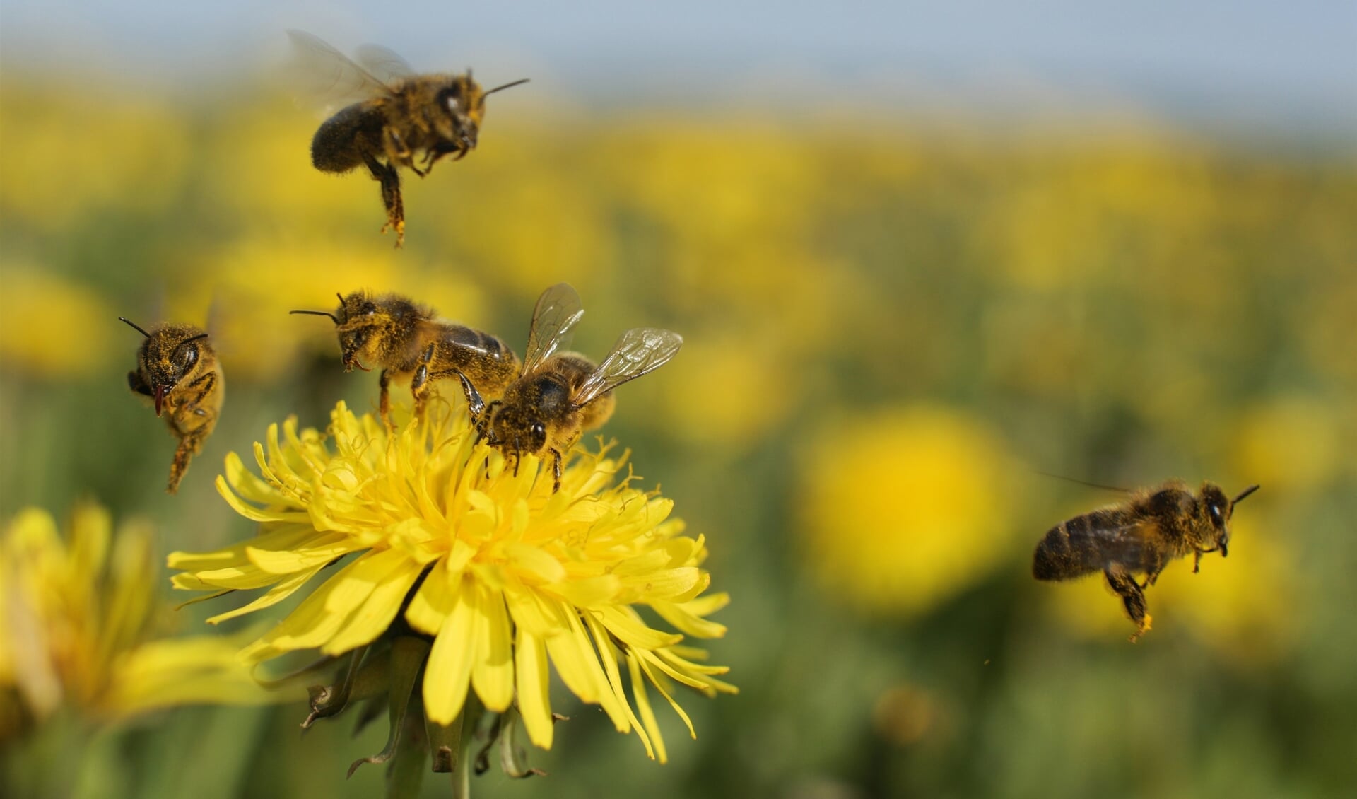 Honingbijen op een paardenbloem.