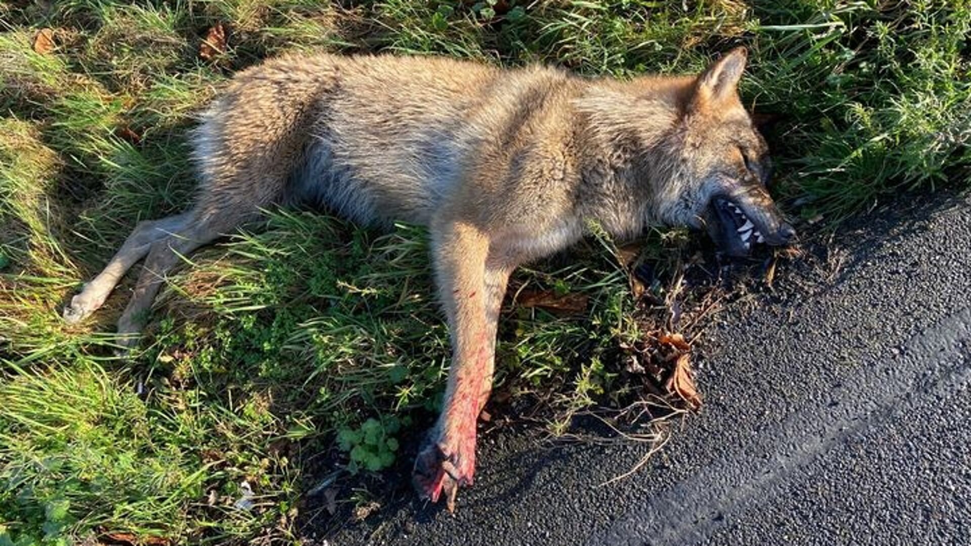 • De wolf die werd doorgereden op de A2.