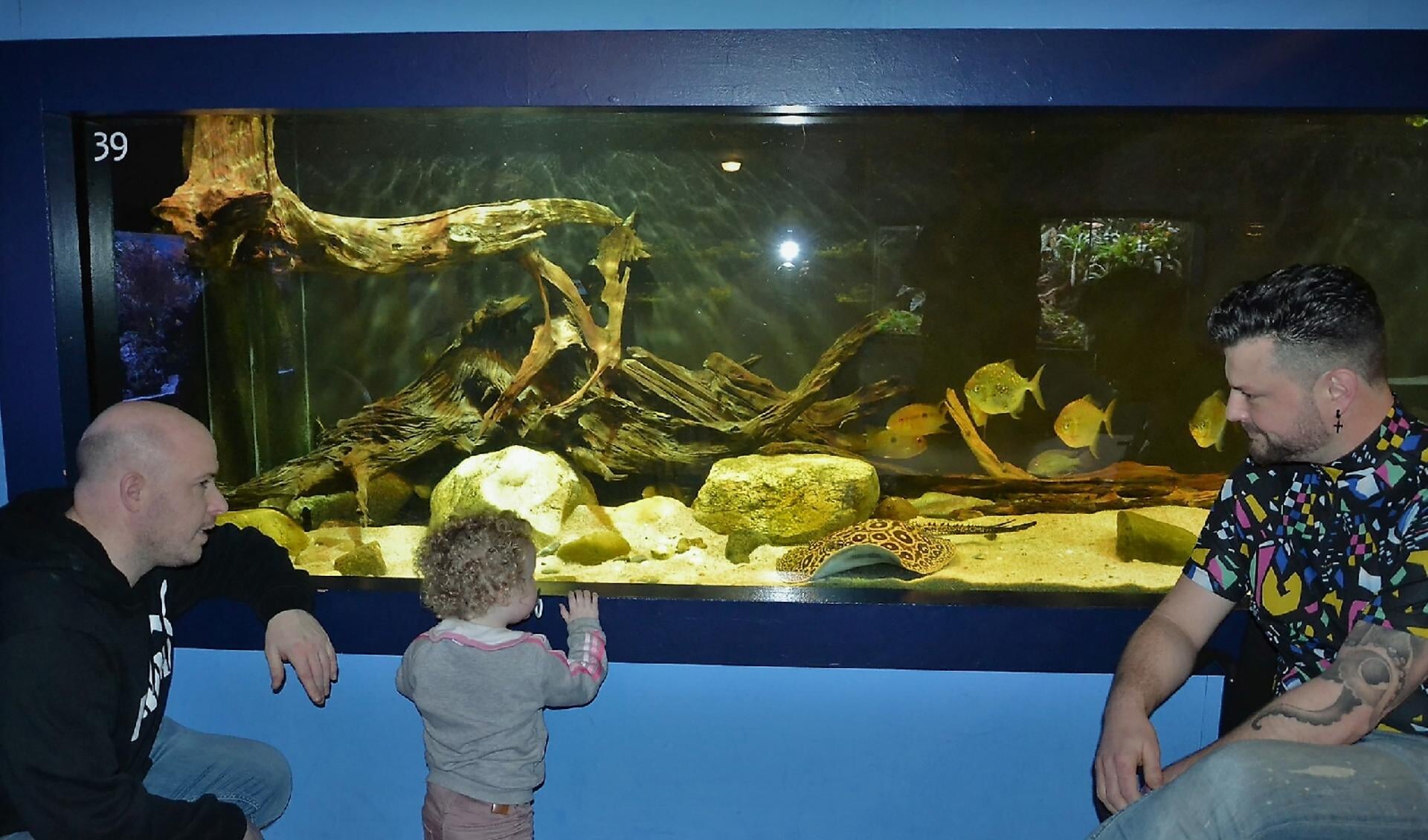 • Het nieuwe aquarium in de Aqua Zoo. 