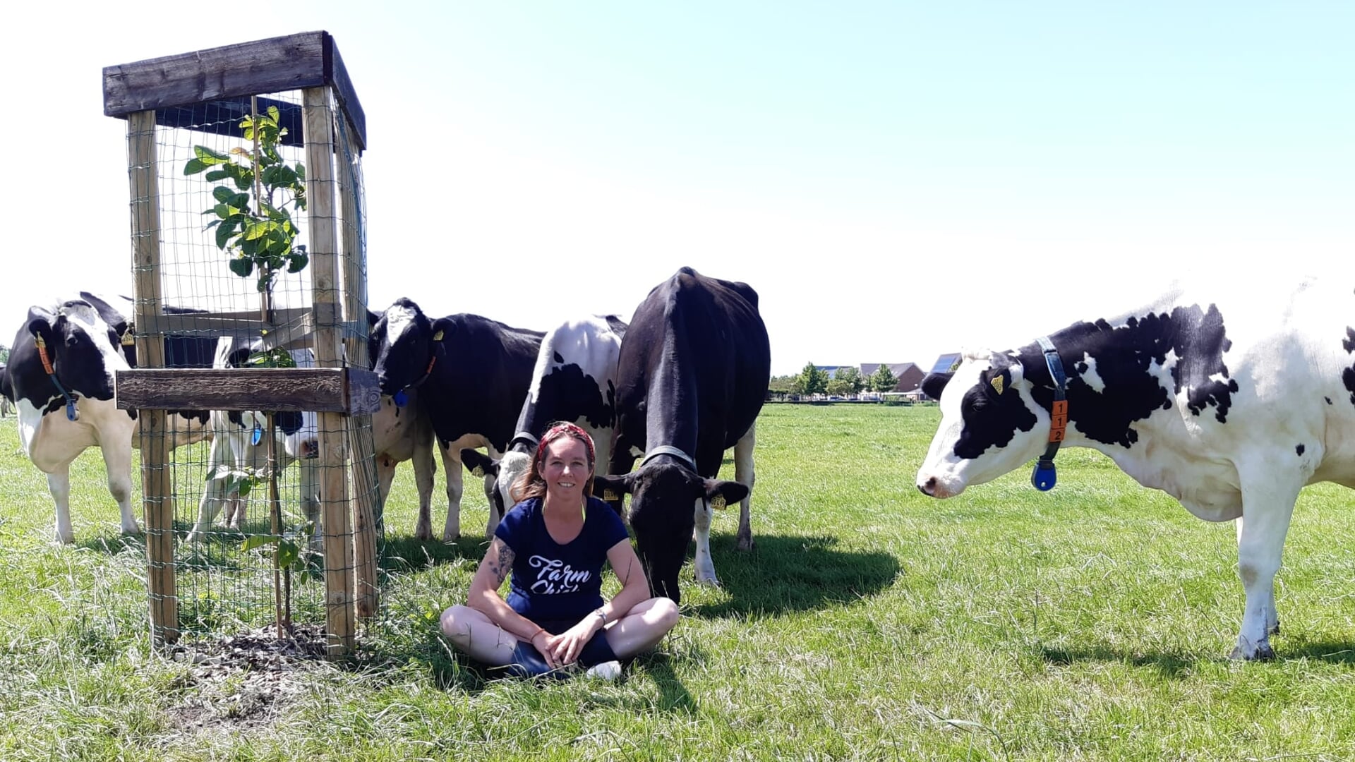 • Ramona Schalkwijk in het land tussen haar koeien.