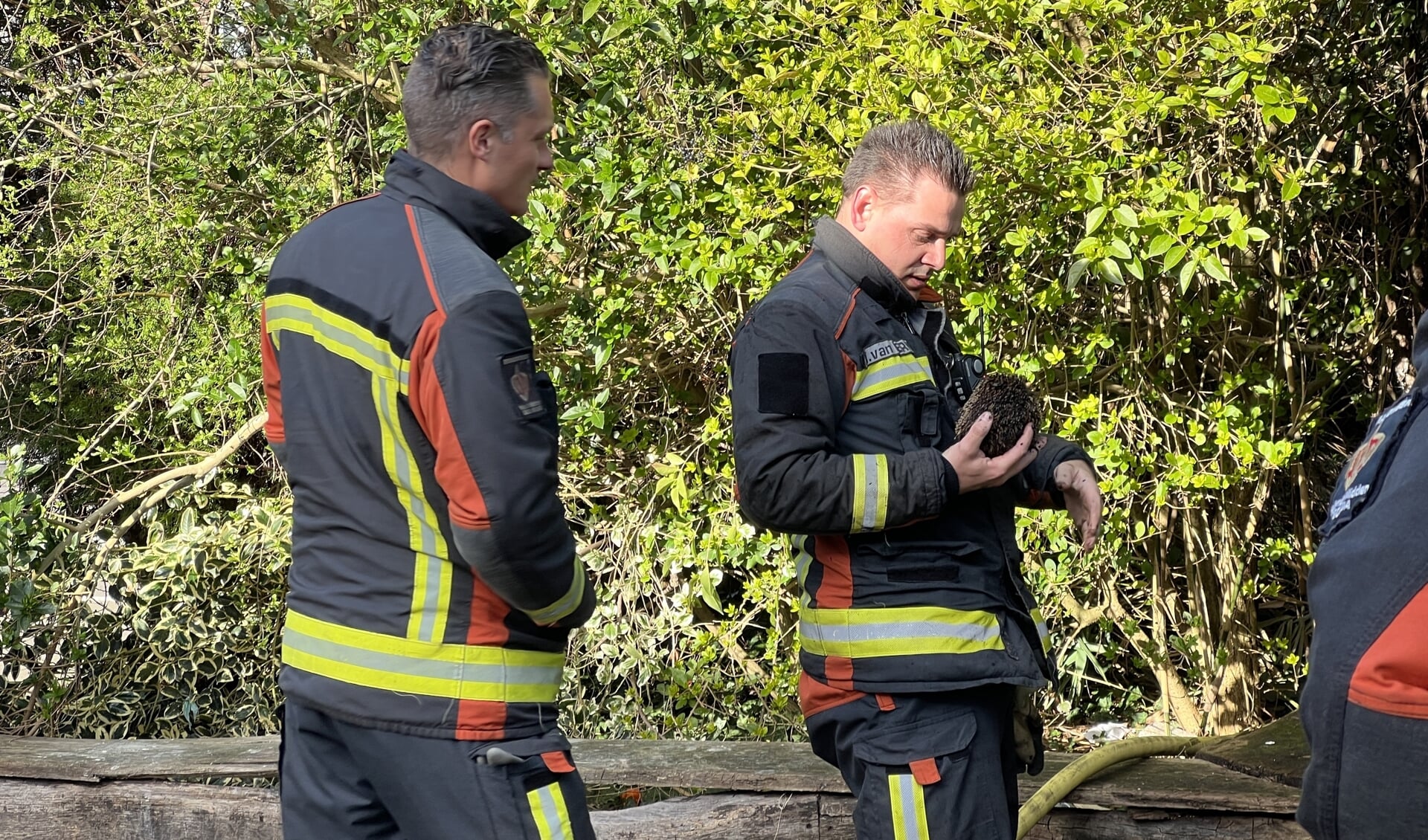 Bij een brand in een struik aan de Boelekade werd een egel gered.