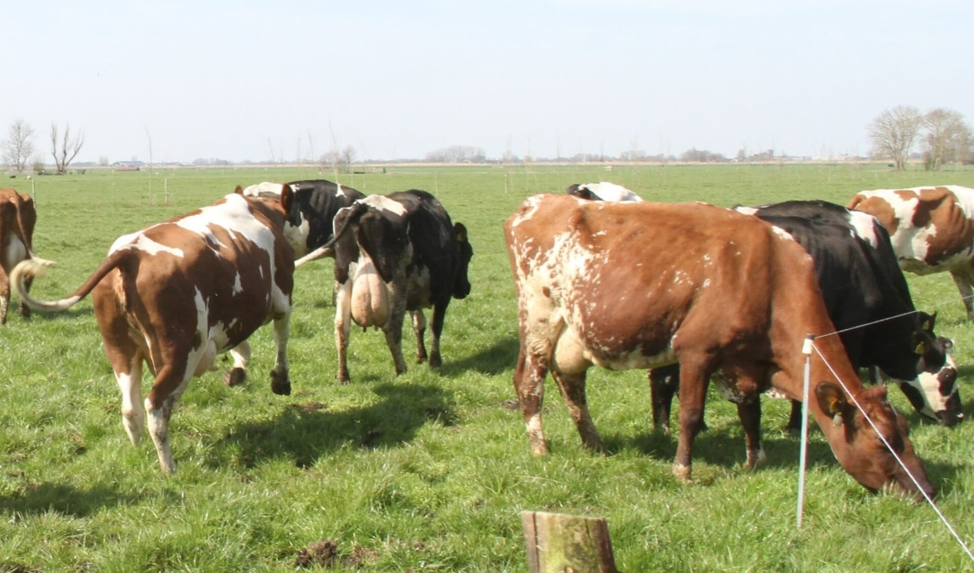 • Voorjaarszon, vers gras en een blauwe lucht; de dames van boer Verhoef begonnen hun seizoen goed.