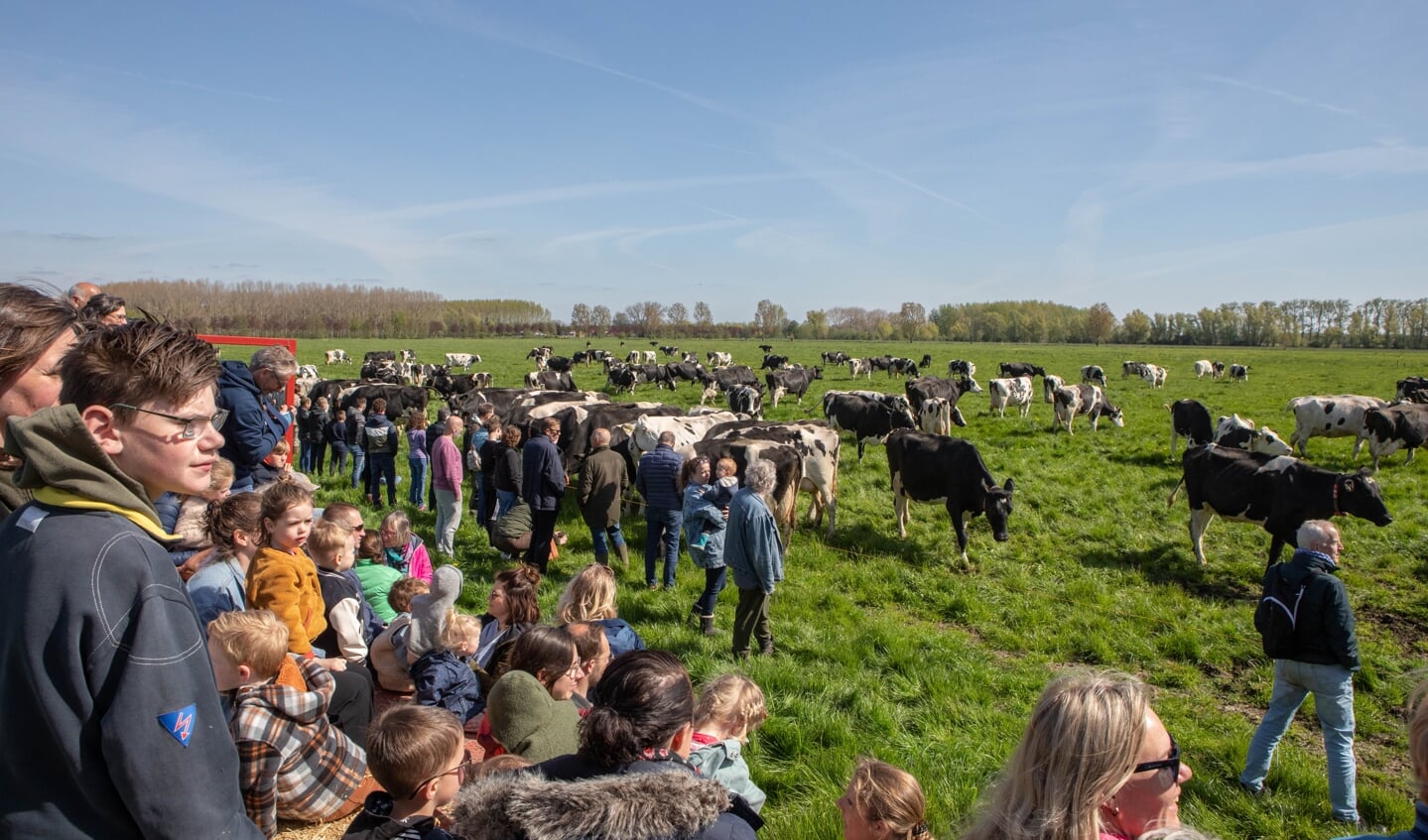 • De koeien op Landgoed Mariënwaerdt gaan naar buiten. 