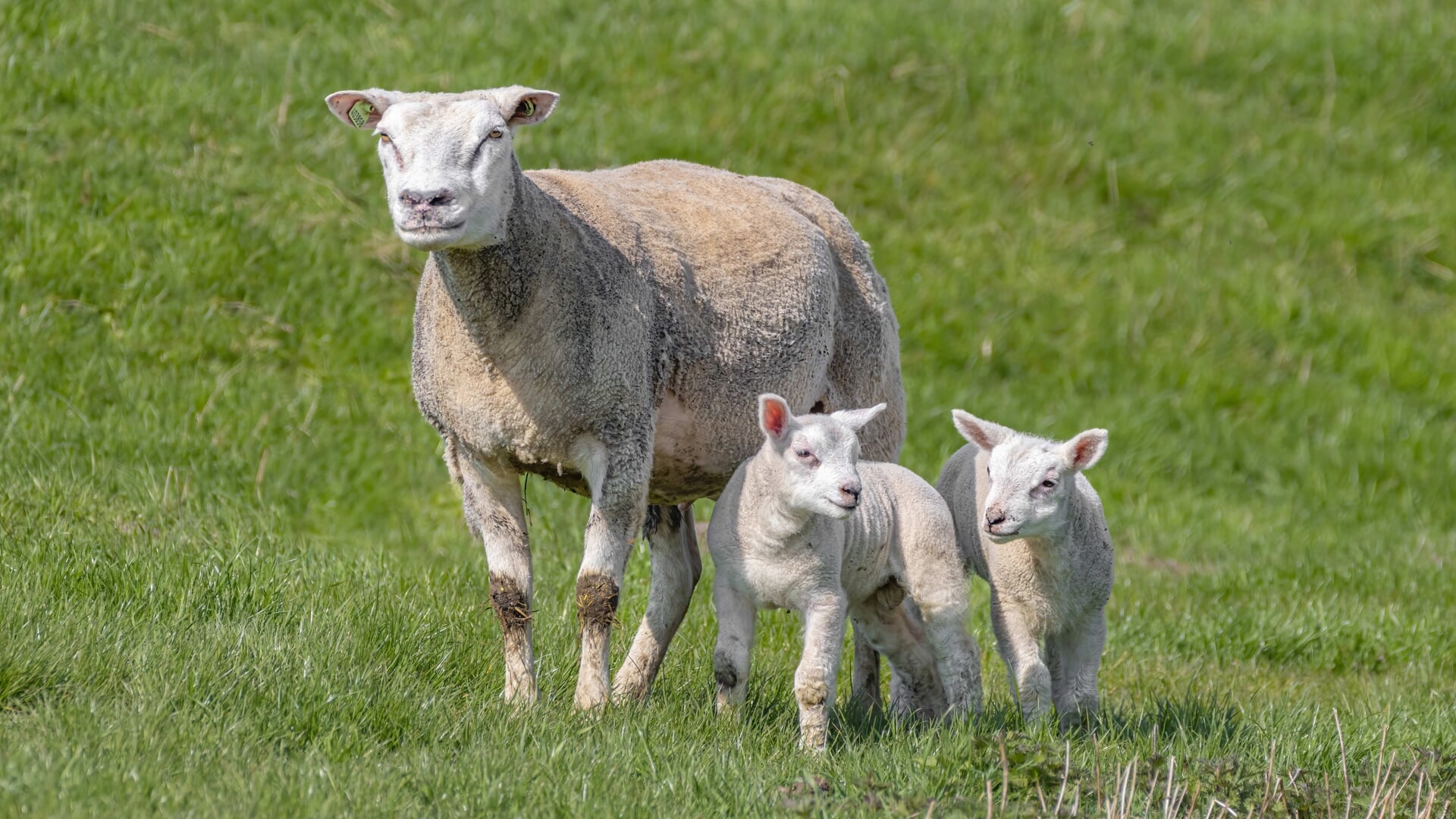 • Het virus komt voornamelijk voor bij schapen.