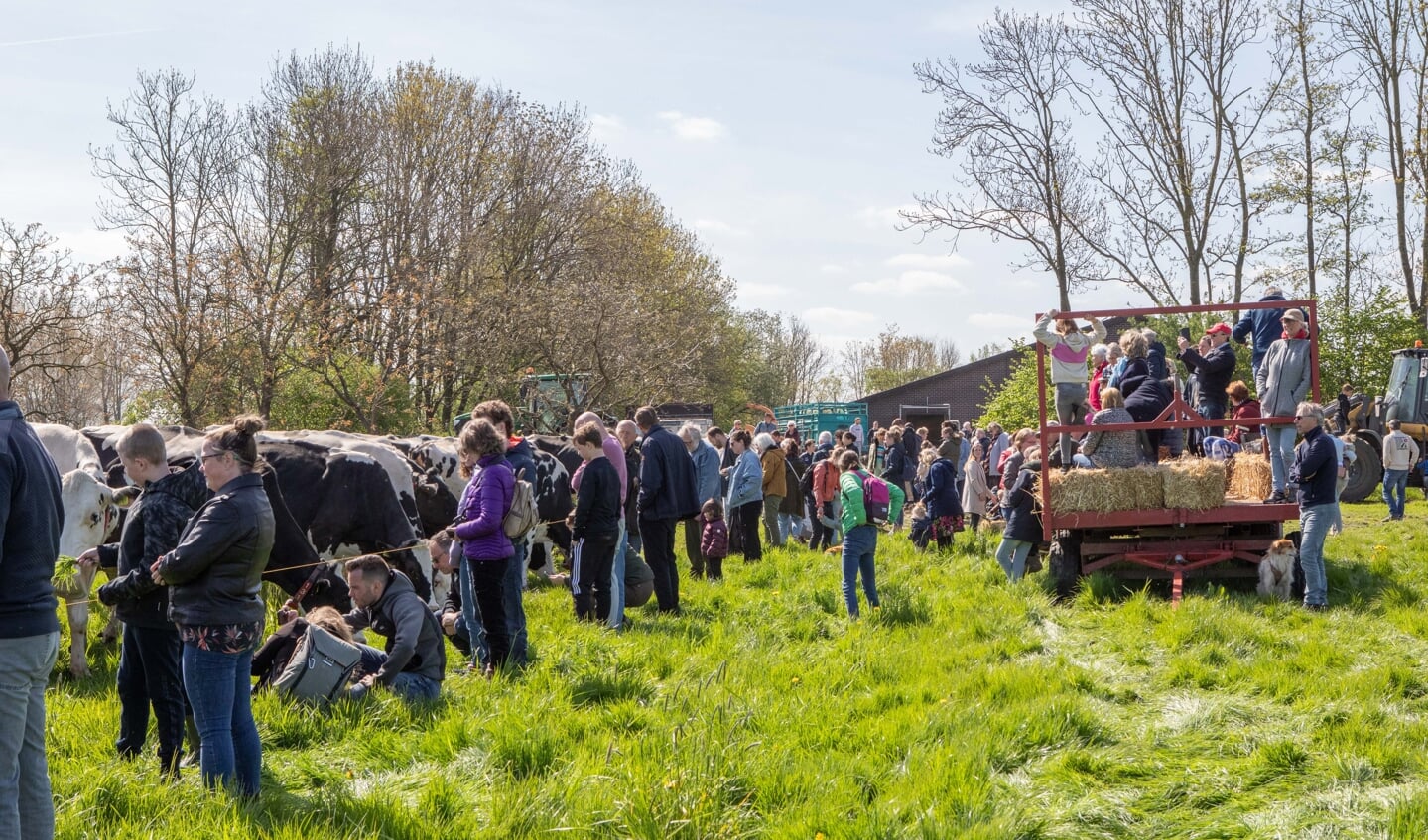 • De koeien op Landgoed Mariënwaerdt gaan naar buiten. 