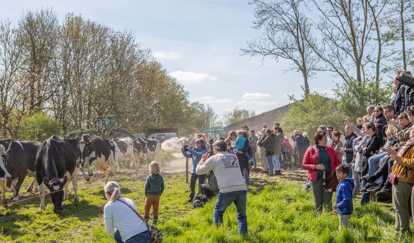 • De koeien op Landgoed Mariënwaerdt gaan naar buiten. 