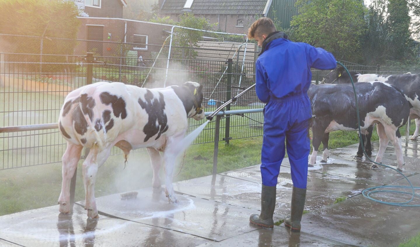 • De 109e editie van Fokveedag Boerenlandfeest in Hoornaar.