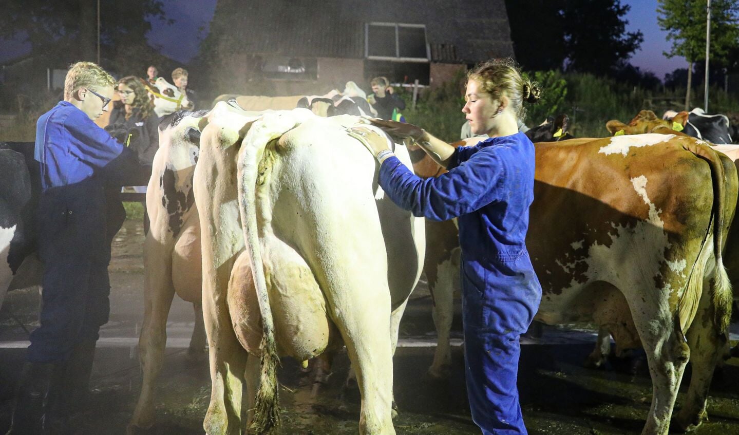 • De 109e editie van Fokveedag Boerenlandfeest in Hoornaar.