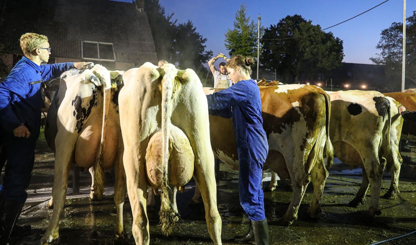 • De 109e editie van Fokveedag Boerenlandfeest in Hoornaar.