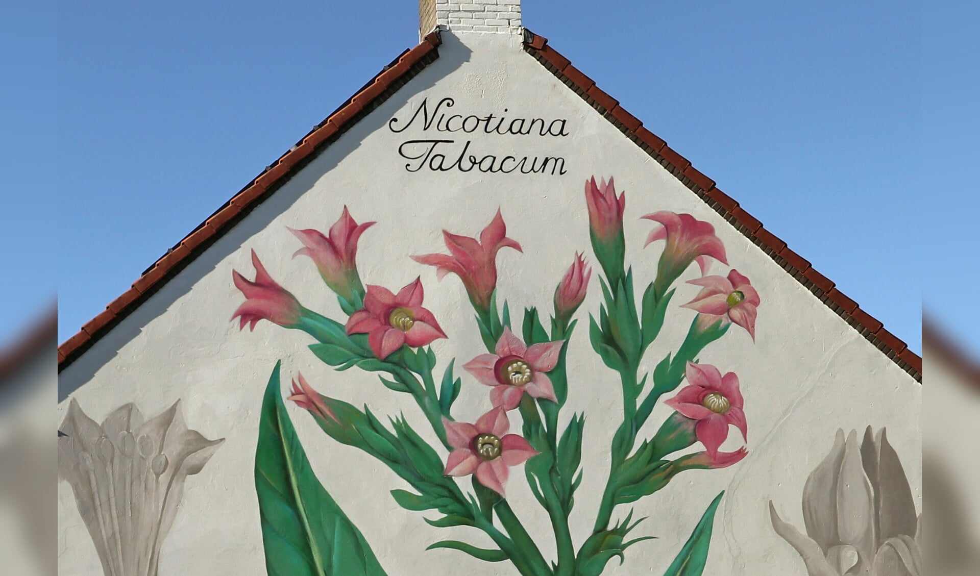 • Nicotiana Tabacium, de naam van de muurschildering op de Buitenmolenstraat