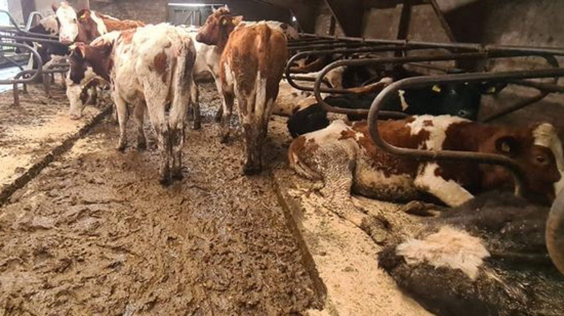• De koeien stonden in een laag drab en de ligplaatsen in de boxen waren ook niet schoon en veilig.  