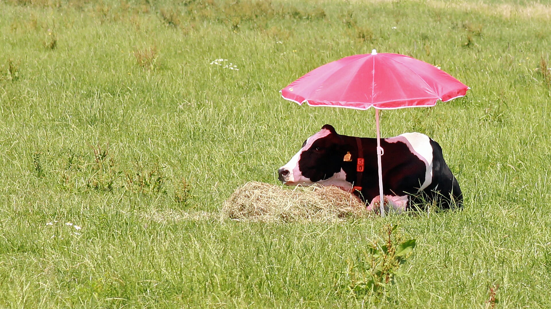 • Koe met parasol in wei.