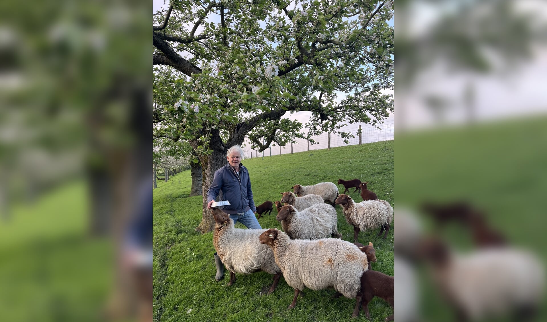 • Willy Cornelissen onder de goudreinet Schone van Boskoop bij zijn Solognot schapen