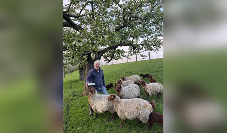 • Willy Cornelissen onder de goudreinet Schone van Boskoop bij zijn Solognot schapen