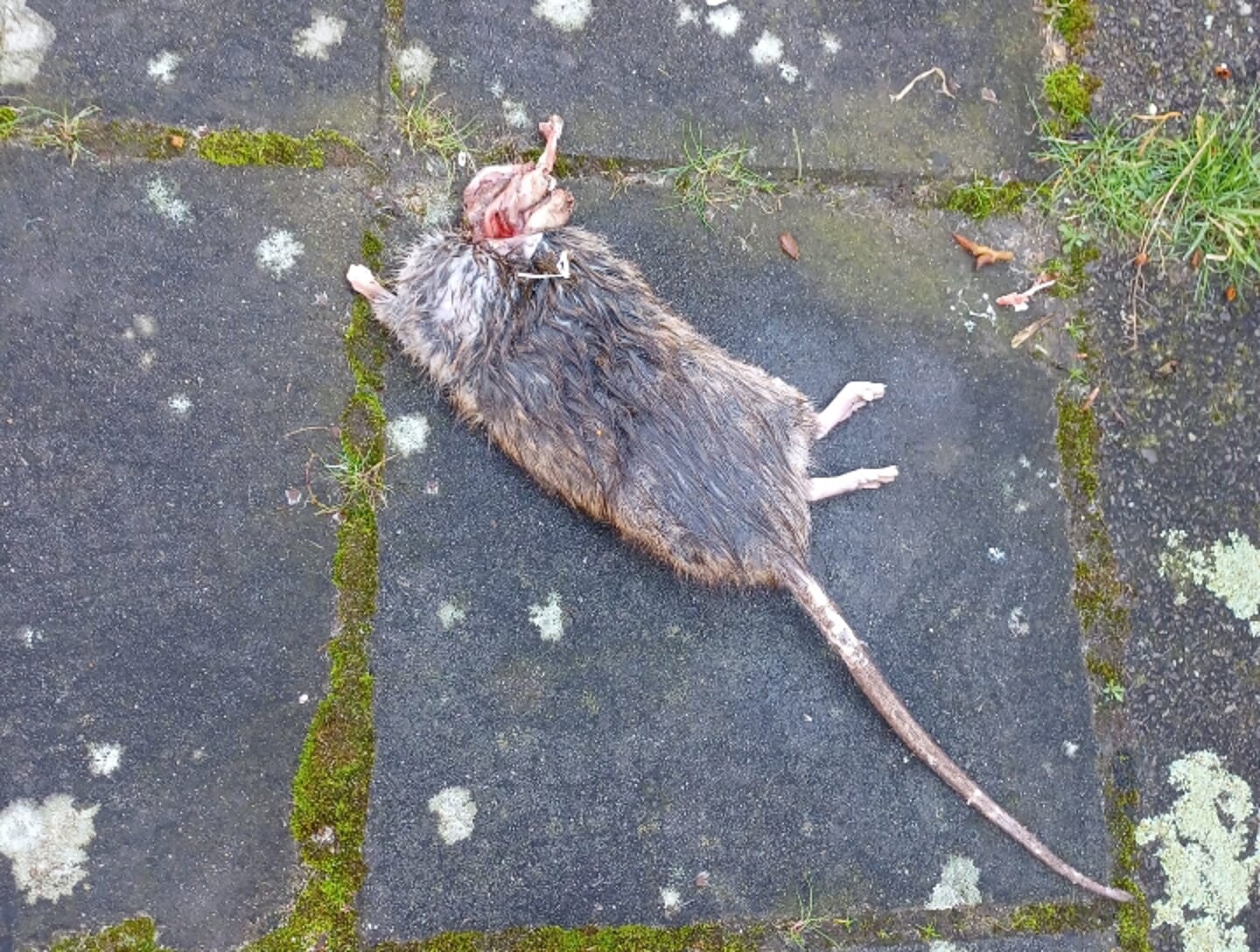 • Een dode rat in de Staringlaan.