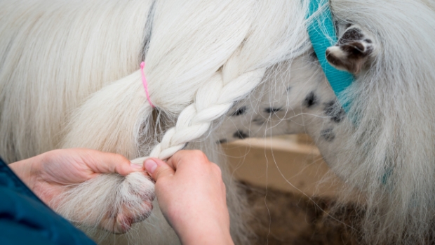 Stip de Pony Ranch open bij Familie Resort Molenwaard