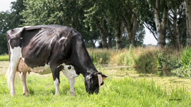 Open middag en ‘Homebred Sale’ bij fokbedrijf Bons Holsteins in Ottoland