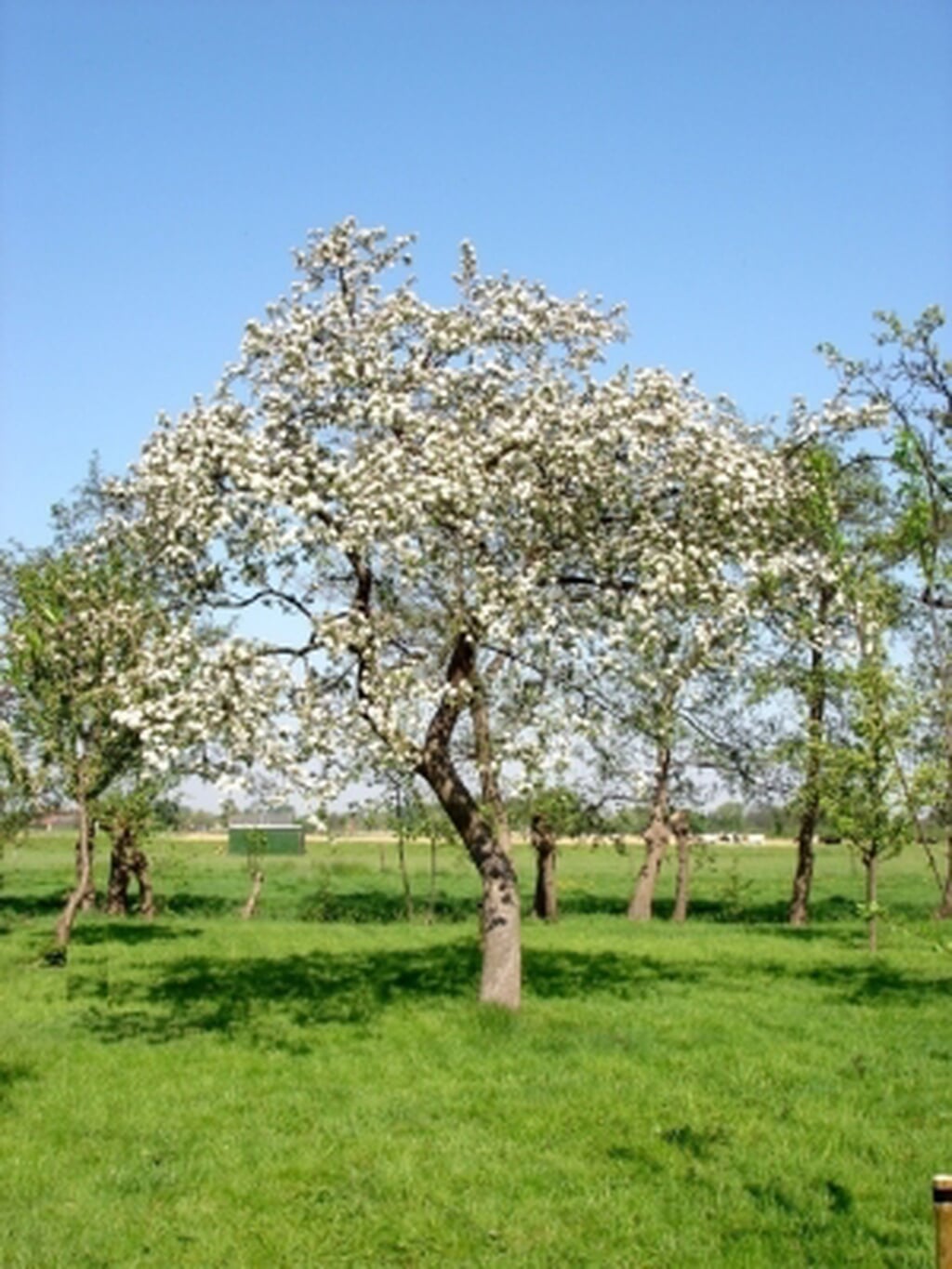 Bloesem.