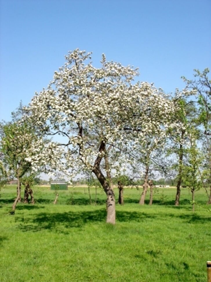 Bloesem.