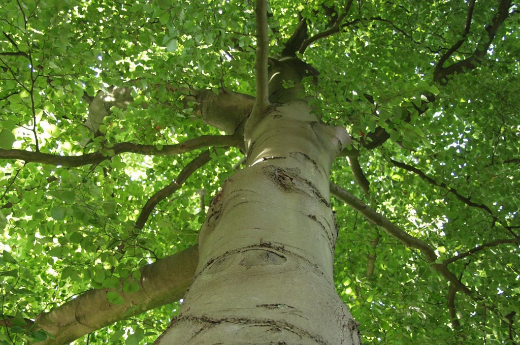 • 1.756 Extra bomen moeten Krimpenerwaard een stukje groener maken.