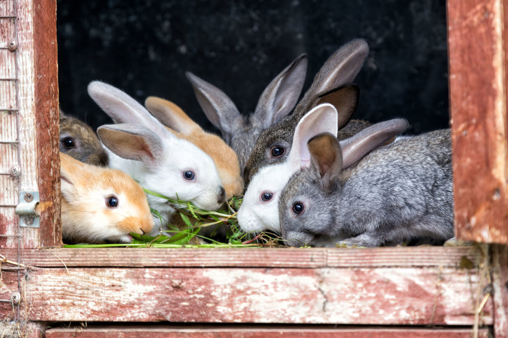 • Naast konijnen zijn er ook hoenders en sierduiven.