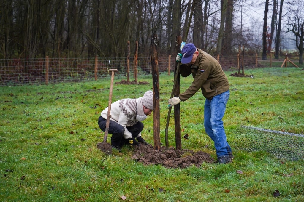 • Vrijwilligers planten hoogstamperenbomen.