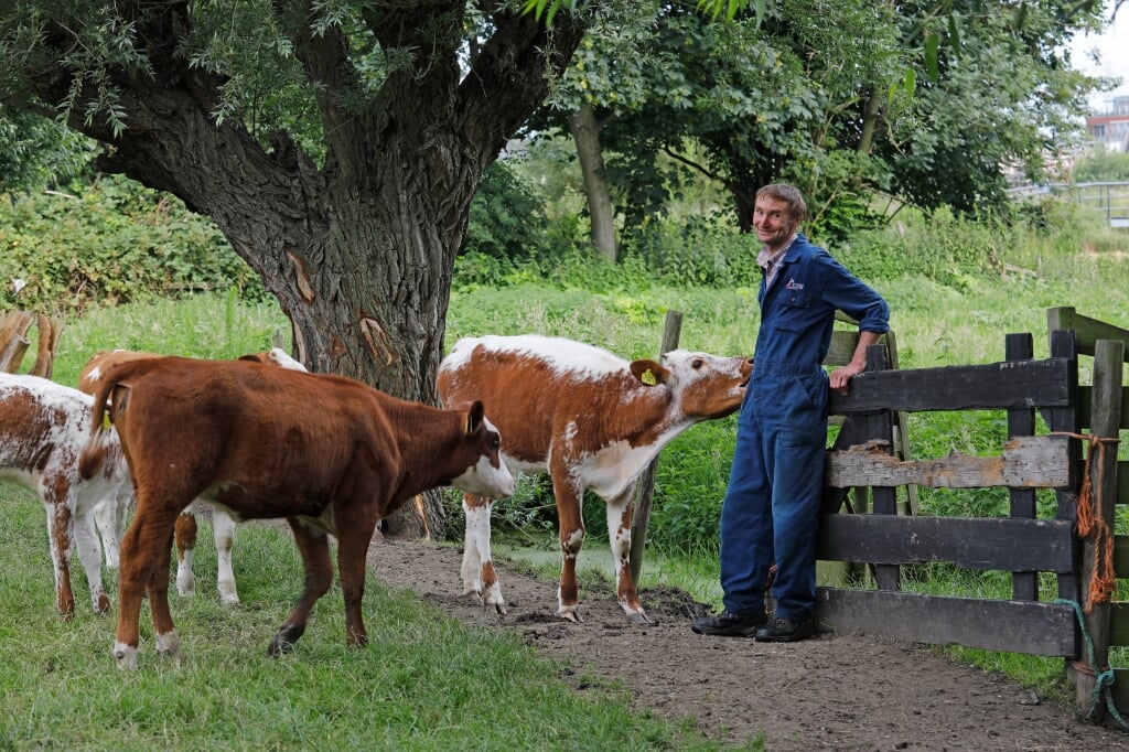 • Bij zijn woning heeft Jan de Jong ook nog enkele koeien.