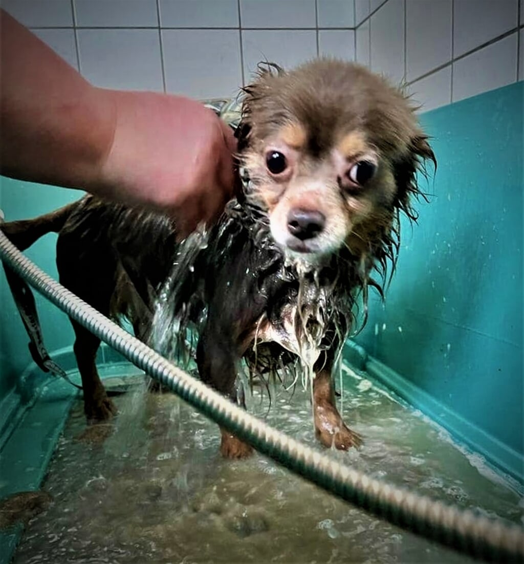 • Eén van de geredde hondjes wordt gewassen.