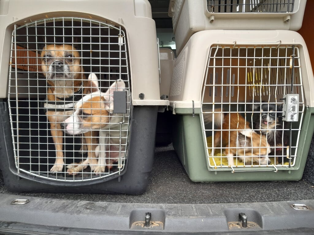 De honden en katten werden vorige week aangetroffen door de Landelijke Inspectiedienst Dierenbescherming. 