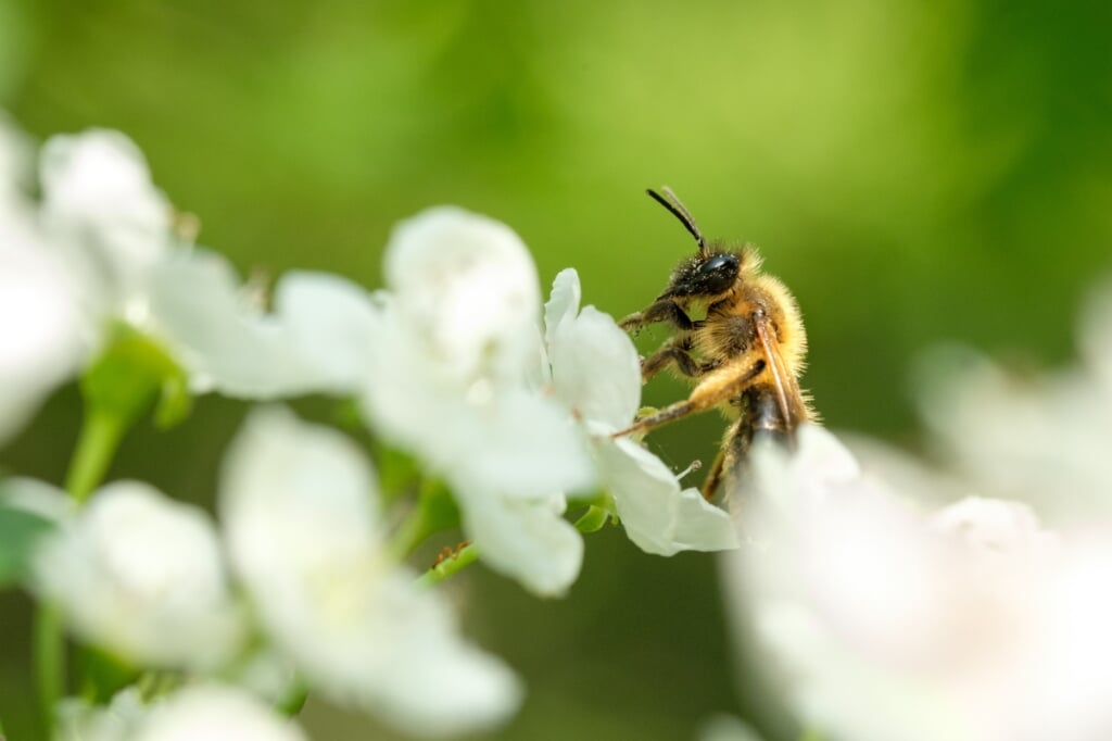 • Bijen, zoals deze meidoornzandbij, zijn belangrijker dan menigeen denkt.