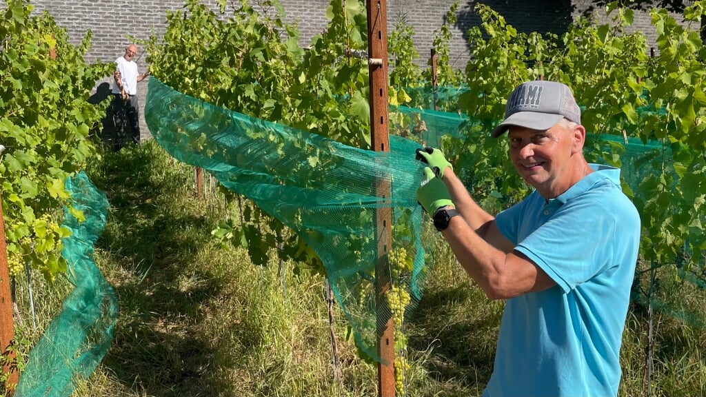 • Vrijwilligers spannen netten over de druivenranken.