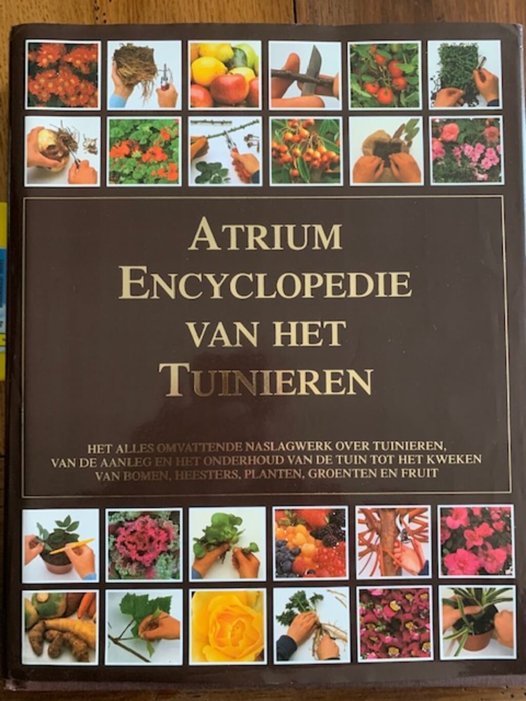 Atrium   Encyclopedie van het tuinieren