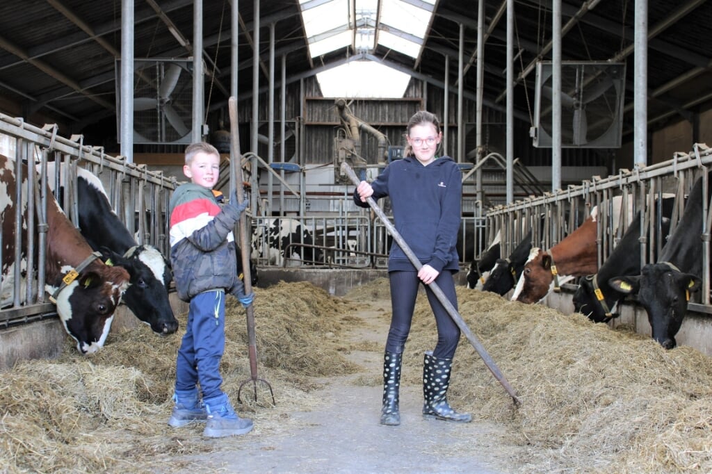 • De kinderen van Maaike en Maarten Vergeer in de koeienstal.