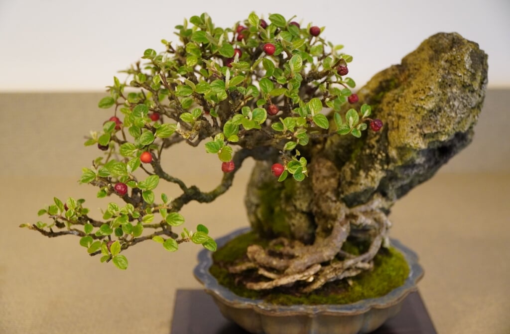 • Eén van de tentoongesteld bonsai.