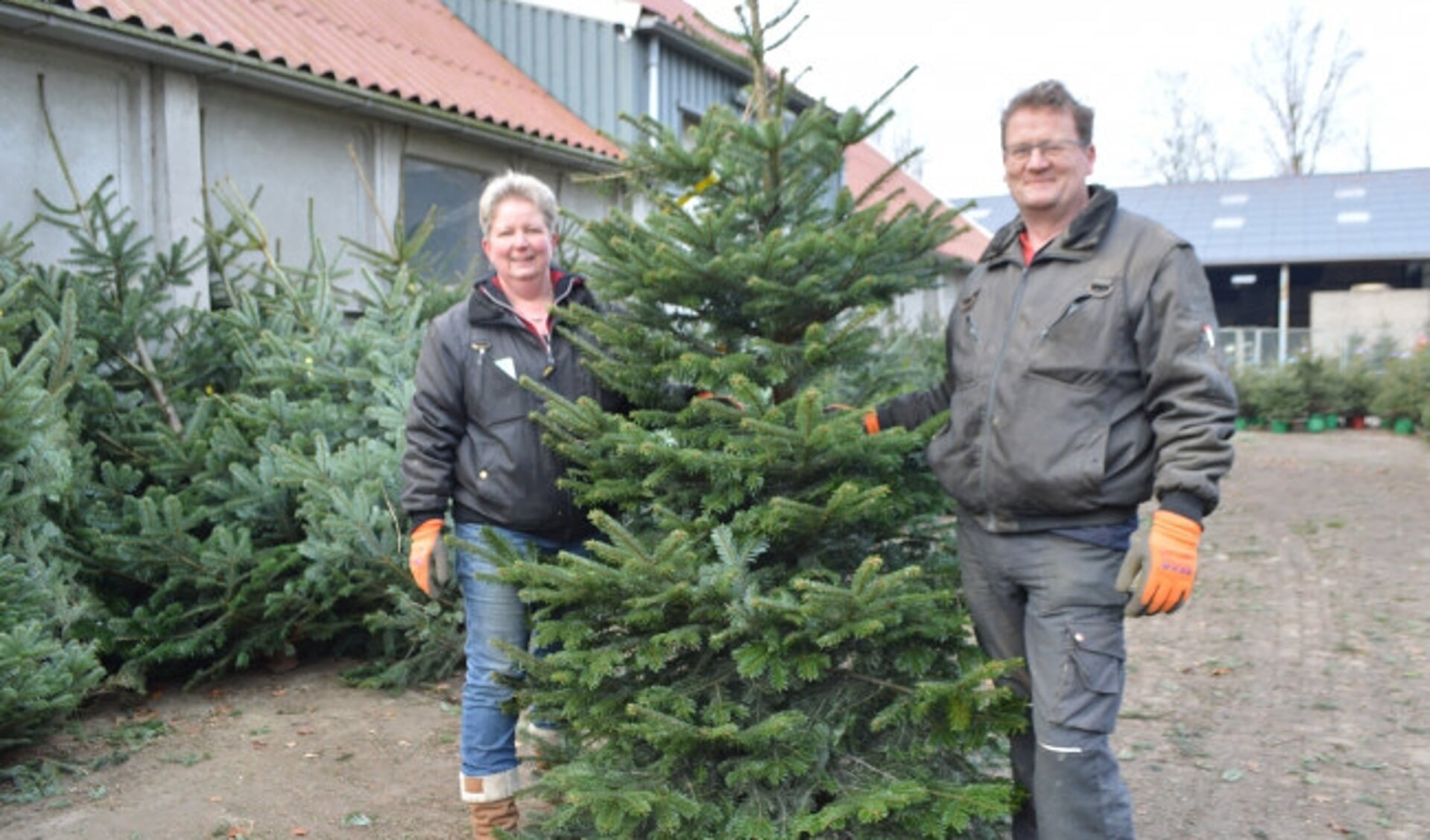 Laag variabel Ook Tineke Post: ,,Mensen willen tegenwoordig de hele maand december een  kerstboom'' - De Drontenaar | Nieuws uit de regio Dronten