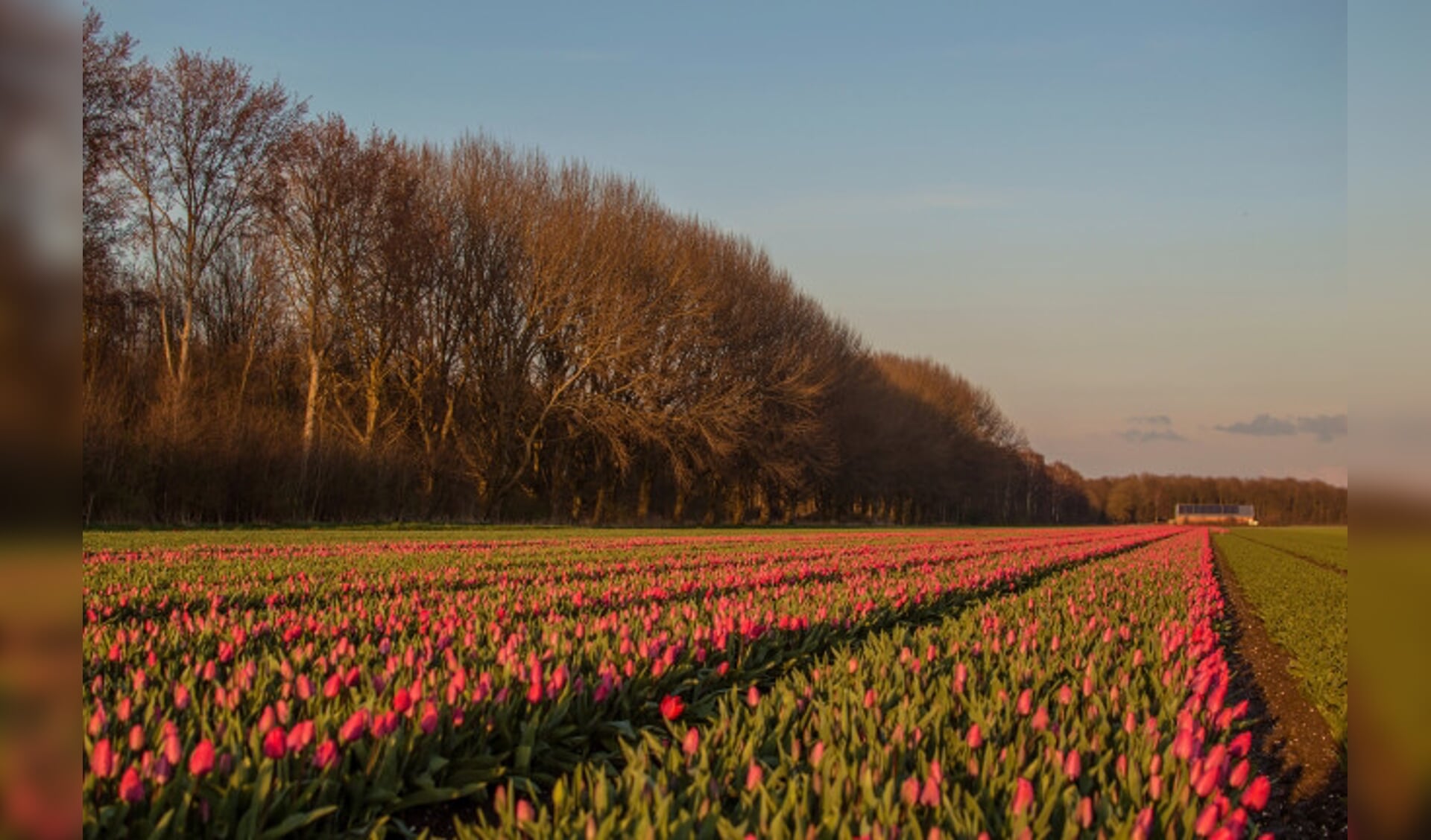 De eerste tulpen zal al uitgekomen bij Swifterbant.
