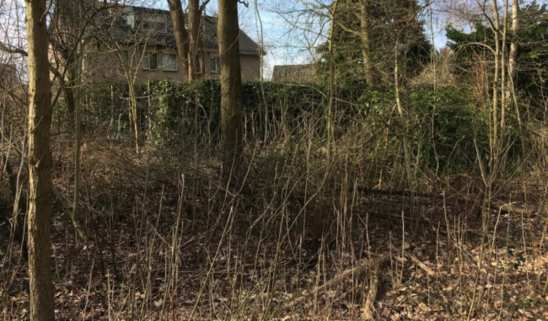  De groene erfafscheiding in de groenstrook achter de woning aan de Koningshof in Swifterbant.