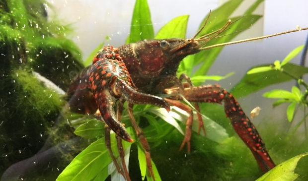 Een van de kreeften leeft nu in het aquarium van de visser.