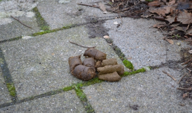 <p>Hondenpoep</p>